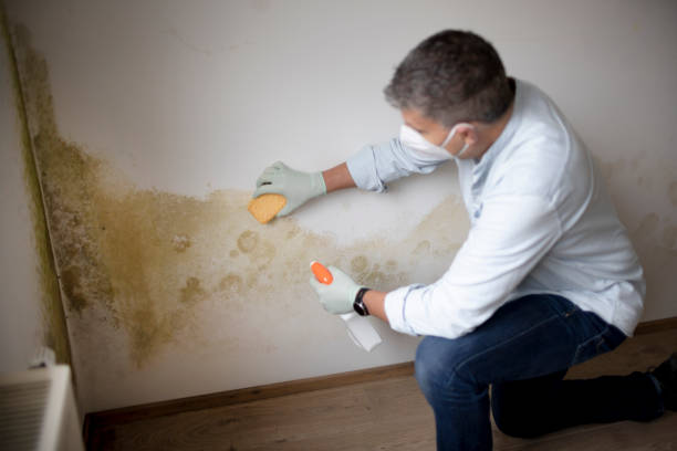 Best Black Mold Removal  in Ellenville, NY