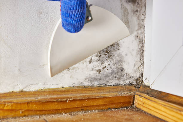 Best Mold Removal for HVAC Installations  in Ellenville, NY